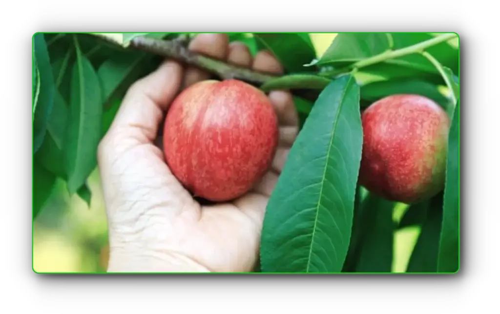 신비복숭아01 chrome FWjY1gu3oZ