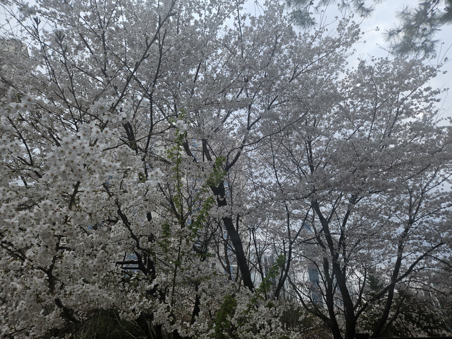 벚꽃개화 image 1