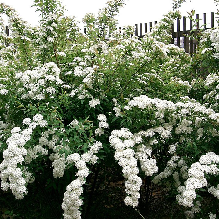 [새싹에서 나무까지] 공조팝나무 (키 60cm) 개화주 (5개 묶음)