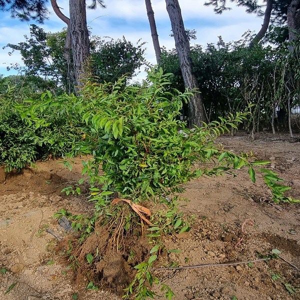 착한가격 나무생각 / 조팝나무 / 80cm